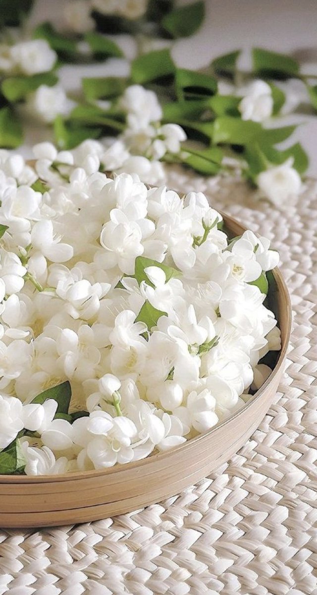 Jasmin …