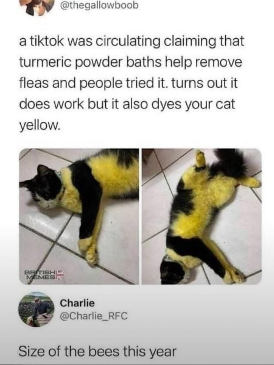 We don't deserve cats 😺 (@catsareblessing) on Twitter photo 