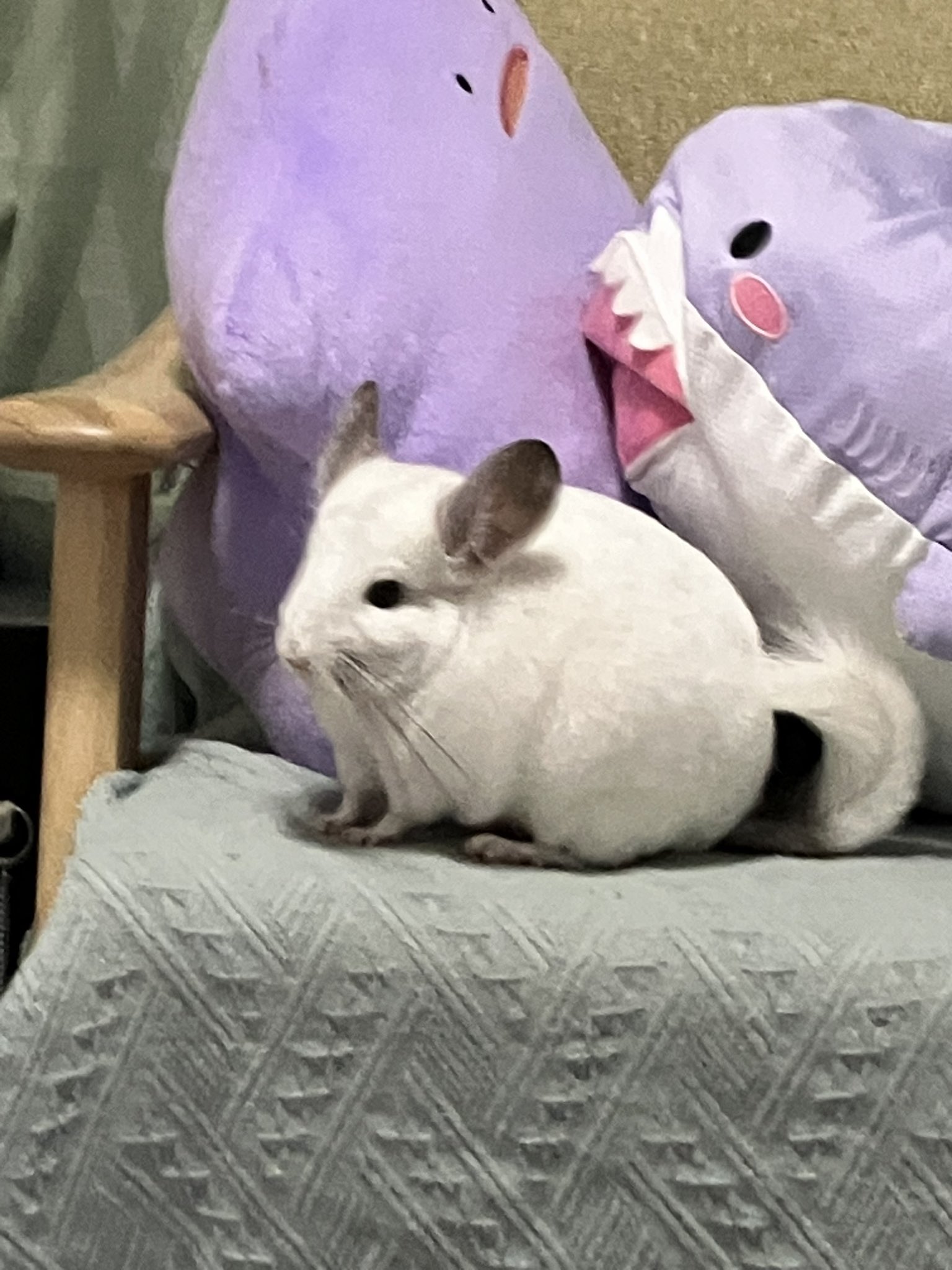 ユミ ONF ONKKOMIZ ぬいぐるみ U-Chan Amazon.co.jp: Eculcki ピクミンぬいぐるみ かわいいピクミンの