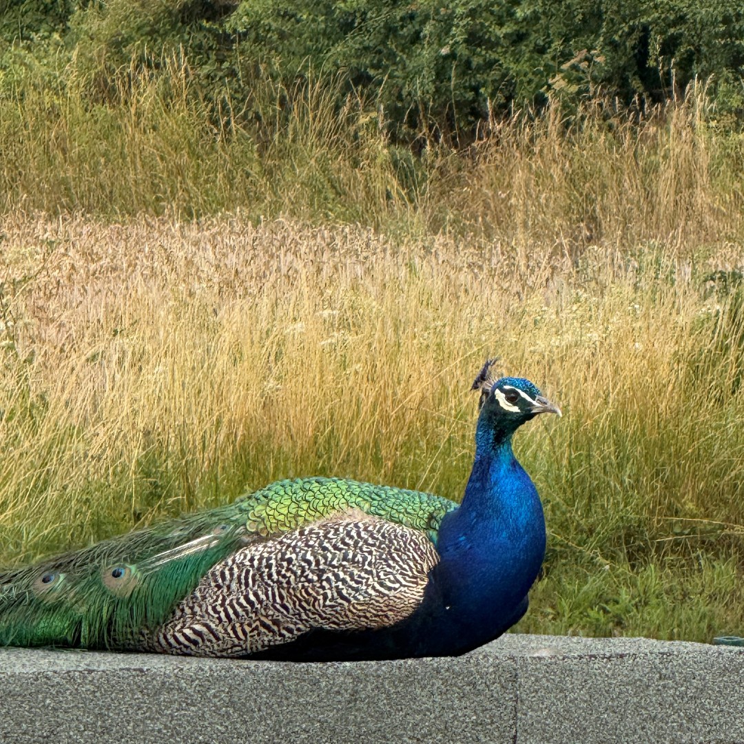Look who popped by for a visit!
A proud peacock and her three little ones🦚💕
#PeacockVisit #NatureAtOurDoor