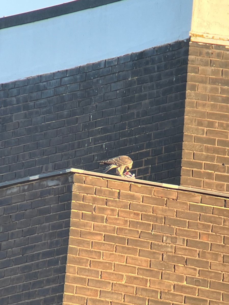 Digiscoped shots from the last few days:
1. Azina
2. Zig
3. Tom
4. Zig or Zag