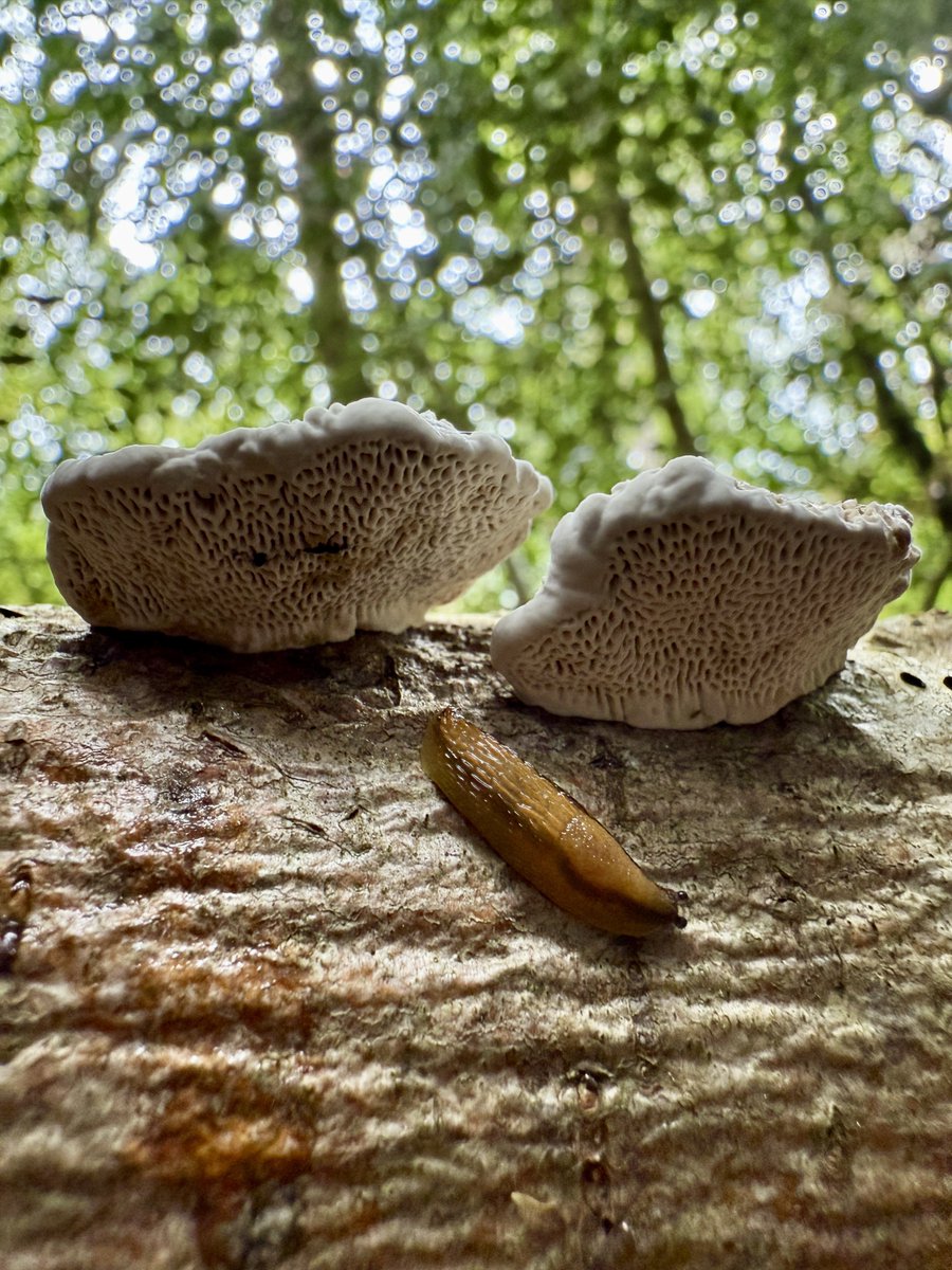Funguy🍄 (@richard16831532) on Twitter photo 