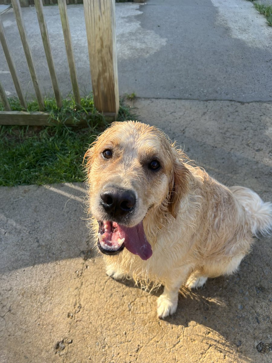 Happy #TongueOutTuesday everyone. Stay cool and hydrated 💙🐾Finn #GRC