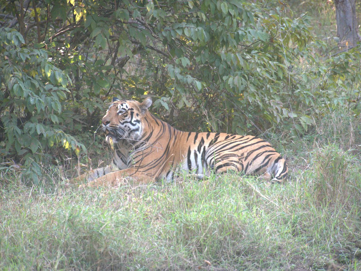 On #InternationalTigerDay, I’m reminded of India’s incredible biodiversity — and the thrill of spotting a tiger in Tadoba national park in Maharashtra ! 🇮🇳🐅 With 75% of the world’s wild tigers, India has a vital role to play in their protection.