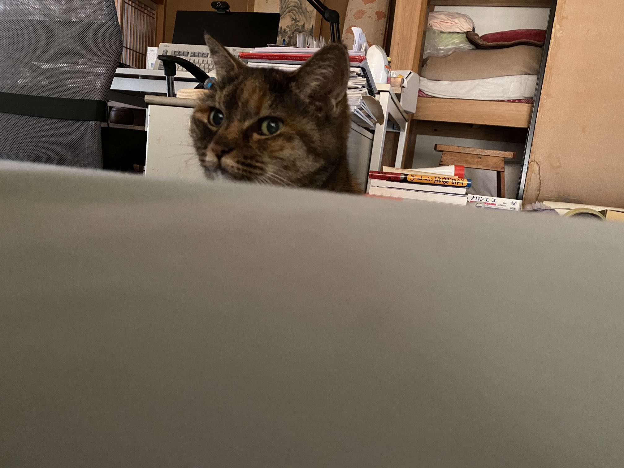 猫先輩 ねこ先輩 on X: 