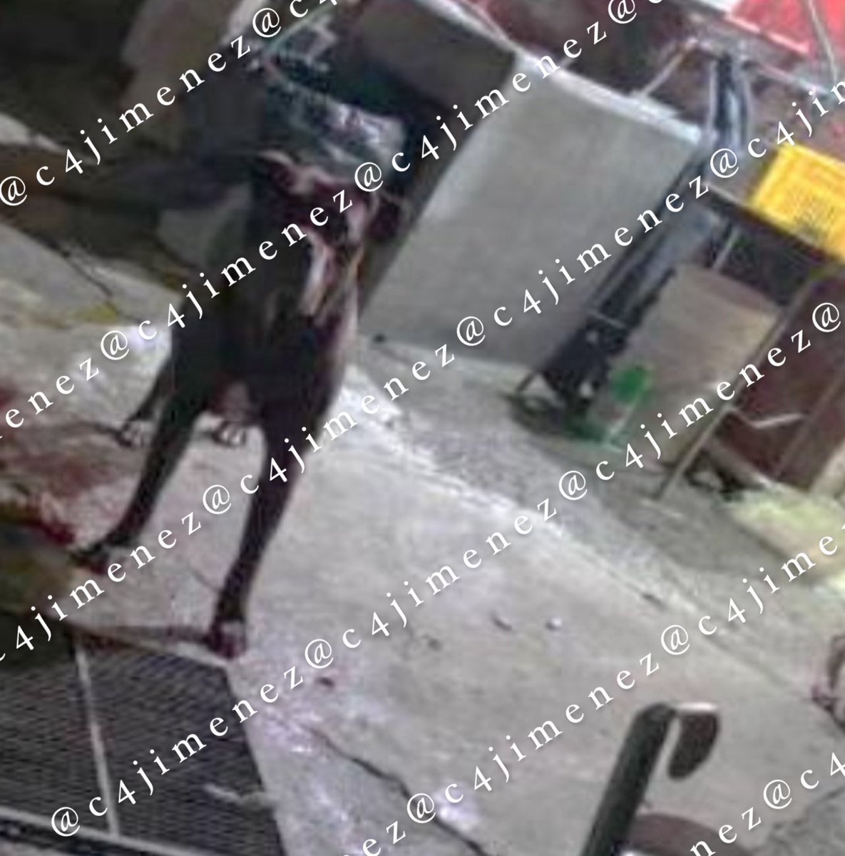 Carlos Jiménez (@c4jimenez) on Twitter photo LE DISPARAN a MUJER, SE ALTERA SU MASTÍN… y la MUERDE
Lucero estaba en su casa de <a href="/A_VCarranza/">Alcaldía Venustiano Carranza</a> con su perro.
2 tipos entraron, y le dispararon.
El can se alteró y la mordió, mientras ellos huían.
Acabó baleada, mordida y hospitalizada.
<a href="/SSC_CDMX/">SSC CDMX</a> y <a href="/FiscaliaCDMX/">Fiscalía CDMX</a> indagan. LE DISPARAN a MUJER, SE ALTERA SU MASTÍN… y la MUERDE
Lucero estaba en su casa de <a href="/A_VCarranza/">Alcaldía Venustiano Carranza</a> con su perro.
2 tipos entraron, y le dispararon.
El can se alteró y la mordió, mientras ellos huían.
Acabó baleada, mordida y hospitalizada.
<a href="/SSC_CDMX/">SSC CDMX</a> y <a href="/FiscaliaCDMX/">Fiscalía CDMX</a> indagan.