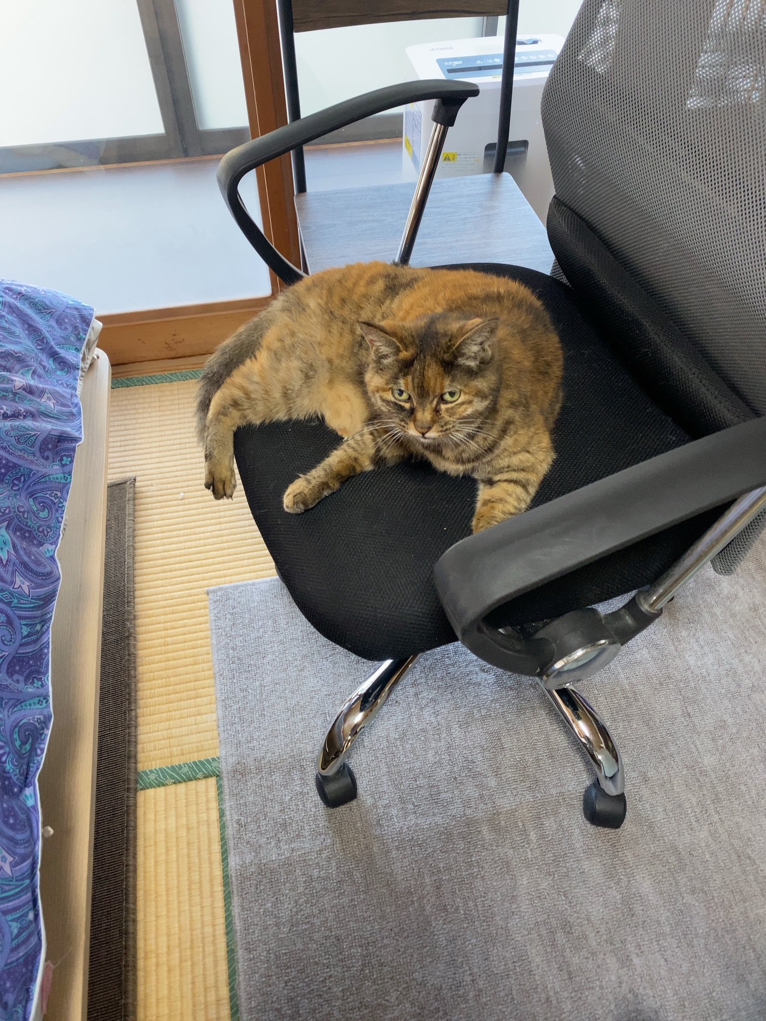 猫先輩 ねこ先輩 on X: 