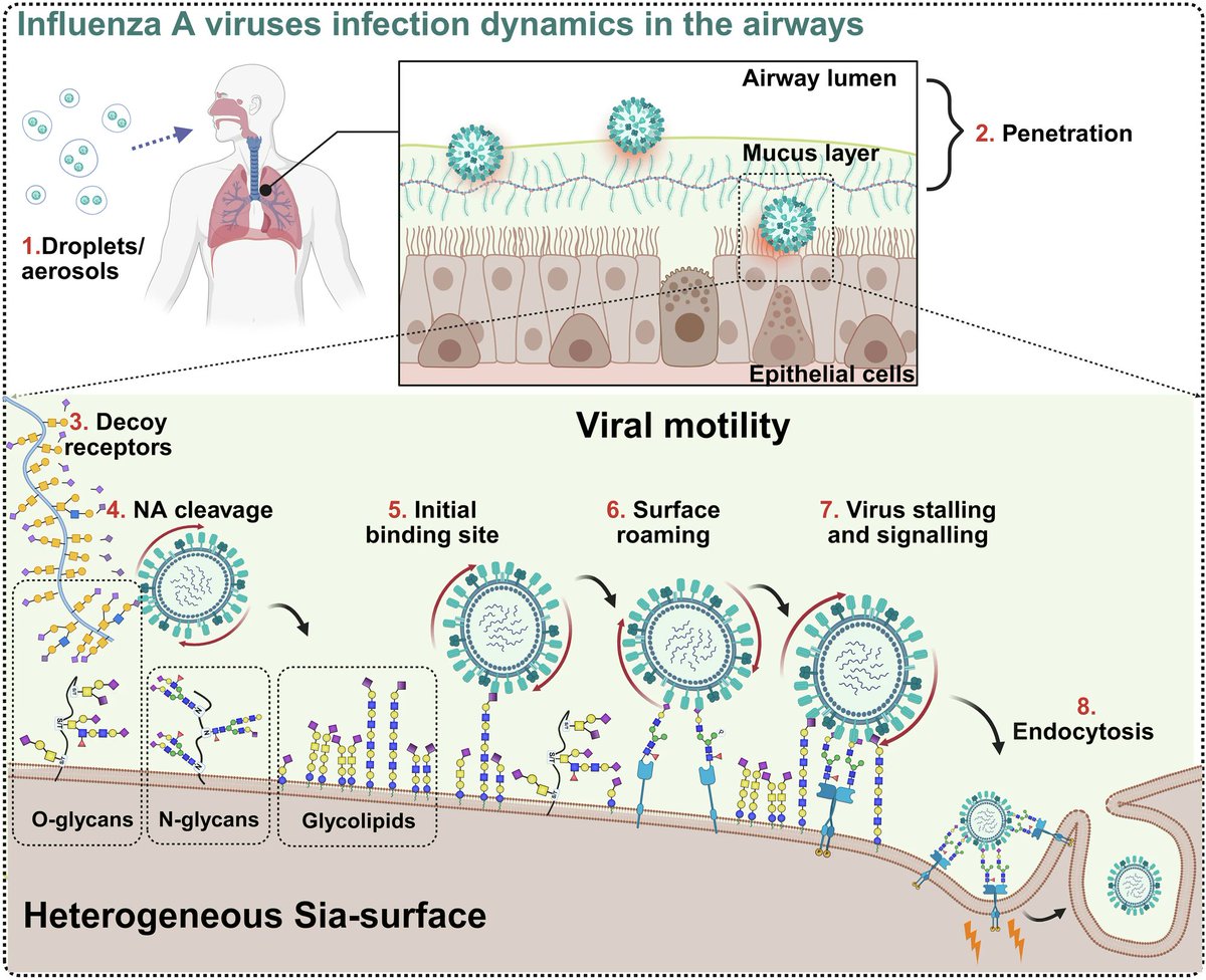 Xander de Haan (@haanxander) on Twitter photo New review paper from the influenza group
<a href="/UtrechtVirology/">Utrecht Virology Lab</a>
together with Mengying Liu and Erik de Vries on virion motility of sialoglycan-cleaving respiratory viruses through mucus and on cells in NPJ viruses <a href="/NaturePortfolio/">Nature Portfolio</a>
doi.org/10.1038/s44298… New review paper from the influenza group
<a href="/UtrechtVirology/">Utrecht Virology Lab</a>
together with Mengying Liu and Erik de Vries on virion motility of sialoglycan-cleaving respiratory viruses through mucus and on cells in NPJ viruses <a href="/NaturePortfolio/">Nature Portfolio</a>
doi.org/10.1038/s44298…