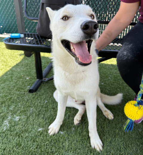 🆘💔🆘Tues 7-29 8 a.m. and there are 217 dogs listed at Downey #California ACC😲Not good news for the longest adoptable pups on the euth list. Please say a prayer for 
SHADOW #A5705728 and
HORCHATA #A5705654
that they will still be available at 11 when the shelter opens. info⬇️
