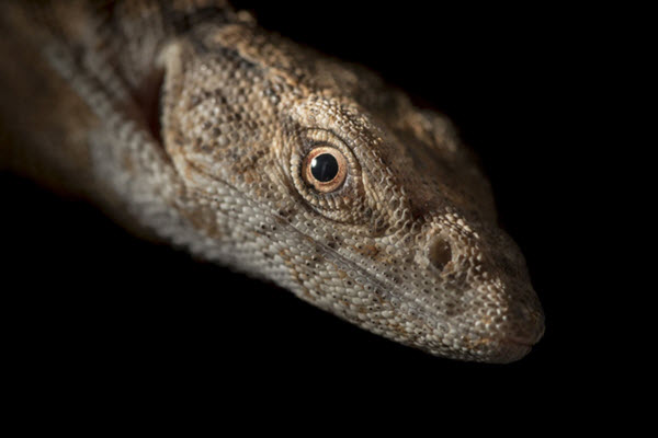 AndreasWolter's tweet image. Article: recommended minimum security audit definition for database systems, using Microsoft #SQLServer as example: 
Audit  every change to the system’s security configuration. andreas-wolter.com/en/202507_reco…