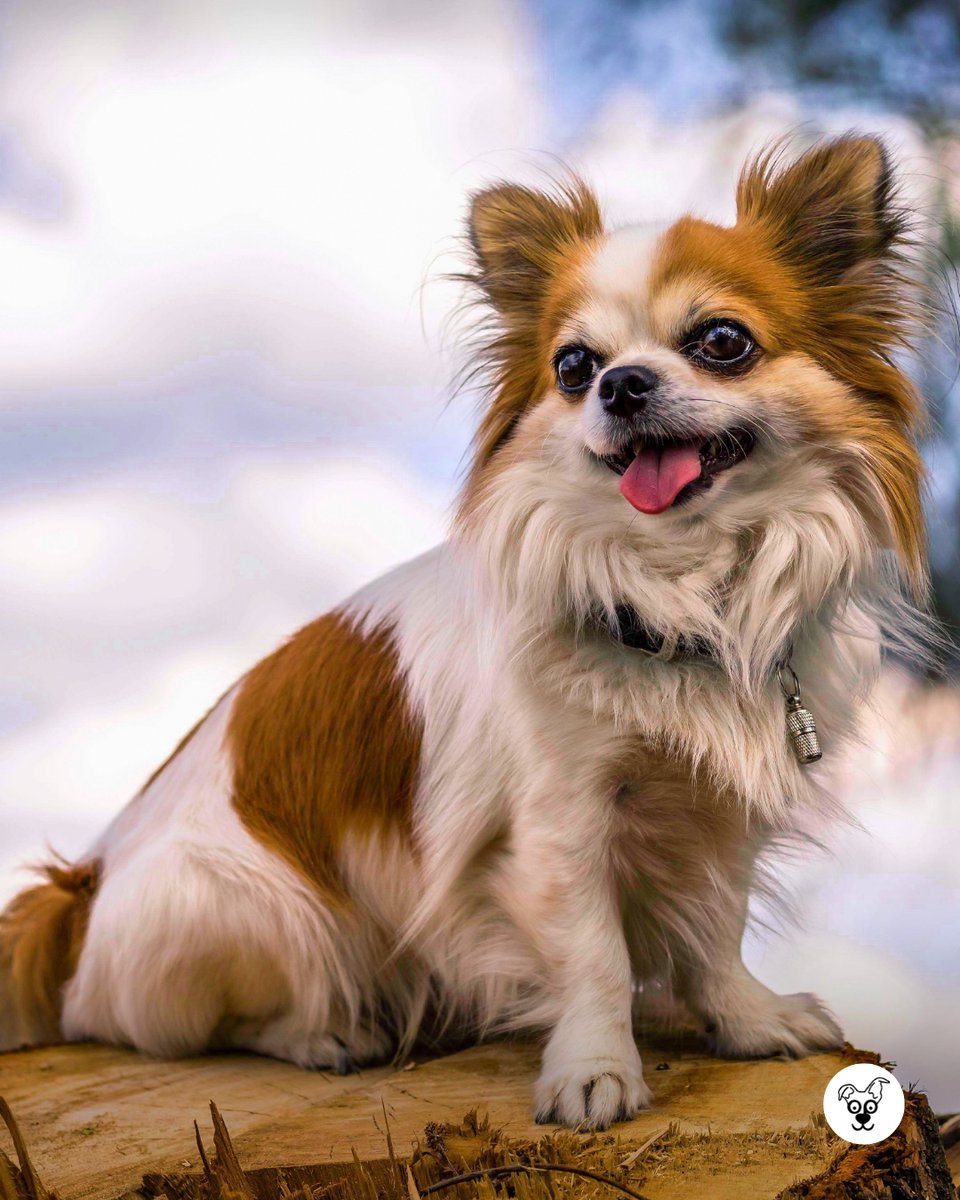 thesopawsome's tweet photo. Those bat ears and those big eyes! How can you not fall in love? 😍 #BatEars #ChihuahuaEyes #AdorableChi #ChiLove #ChiCutie https://t.co/c3punqfV4U