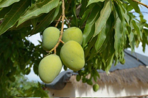HerbalistChief's tweet image. Mango leaves are fantastic in fighting diabetes.

Take 2 tablespoonful of dried powdered leaves into hot water and close it with a lid before going to bed.
Drink this extract on an empty stomach first thing in the morning. Blood sugar levels will be back to normal. 

Nature…