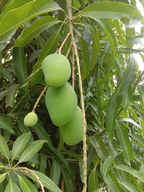 HerbalistChief's tweet image. Mango leaves are fantastic in fighting diabetes.

Take 2 tablespoonful of dried powdered leaves into hot water and close it with a lid before going to bed.
Drink this extract on an empty stomach first thing in the morning. Blood sugar levels will be back to normal. 

Nature…