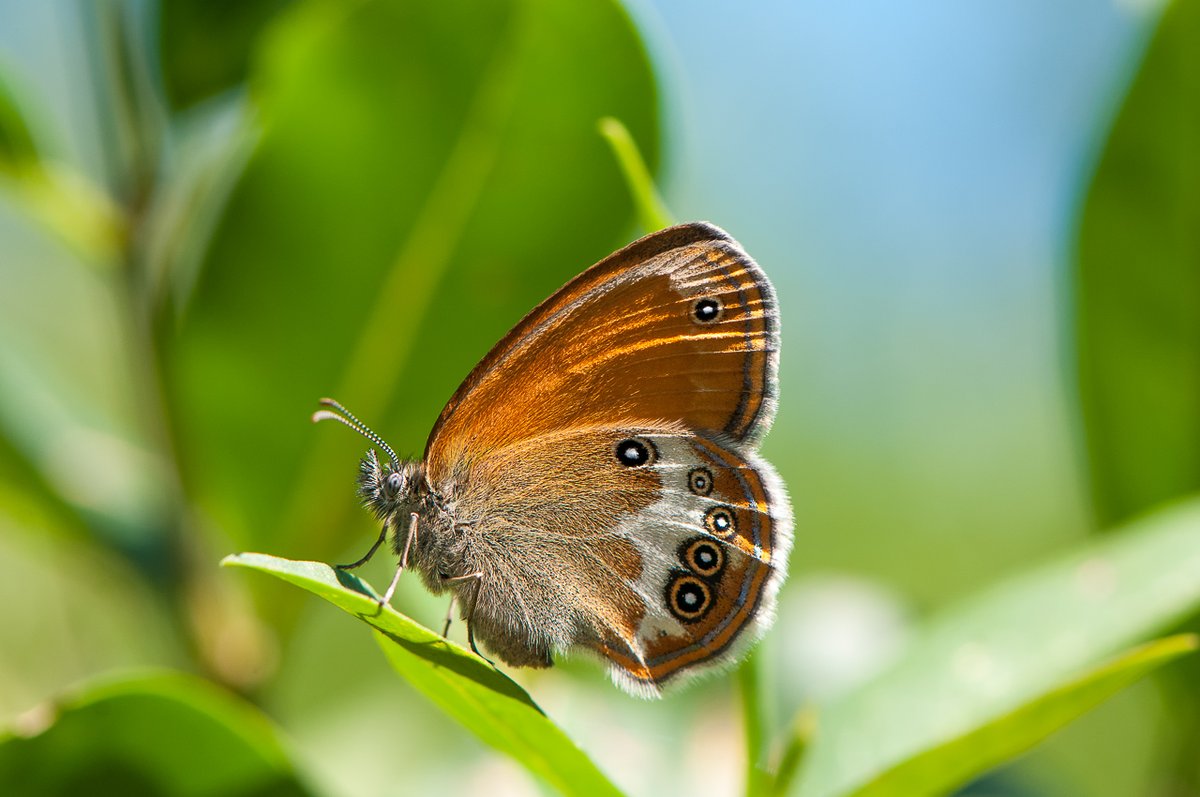 Butterfly in Germany, Weißbindiges Wiesenvögelchen (Coenonympha arcania).