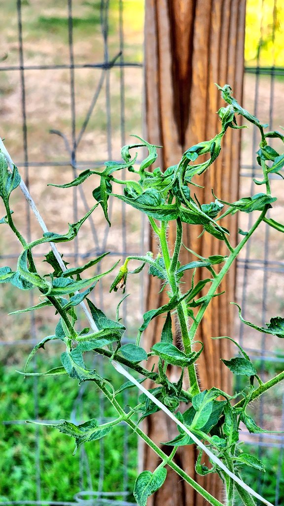 Herbicide drift, likely dicamba, 2,4-D, or triclopyr. Note the leaf cupping, the visibly deformed growth, and the blossom drop. Keep your lawn service away from your garden!