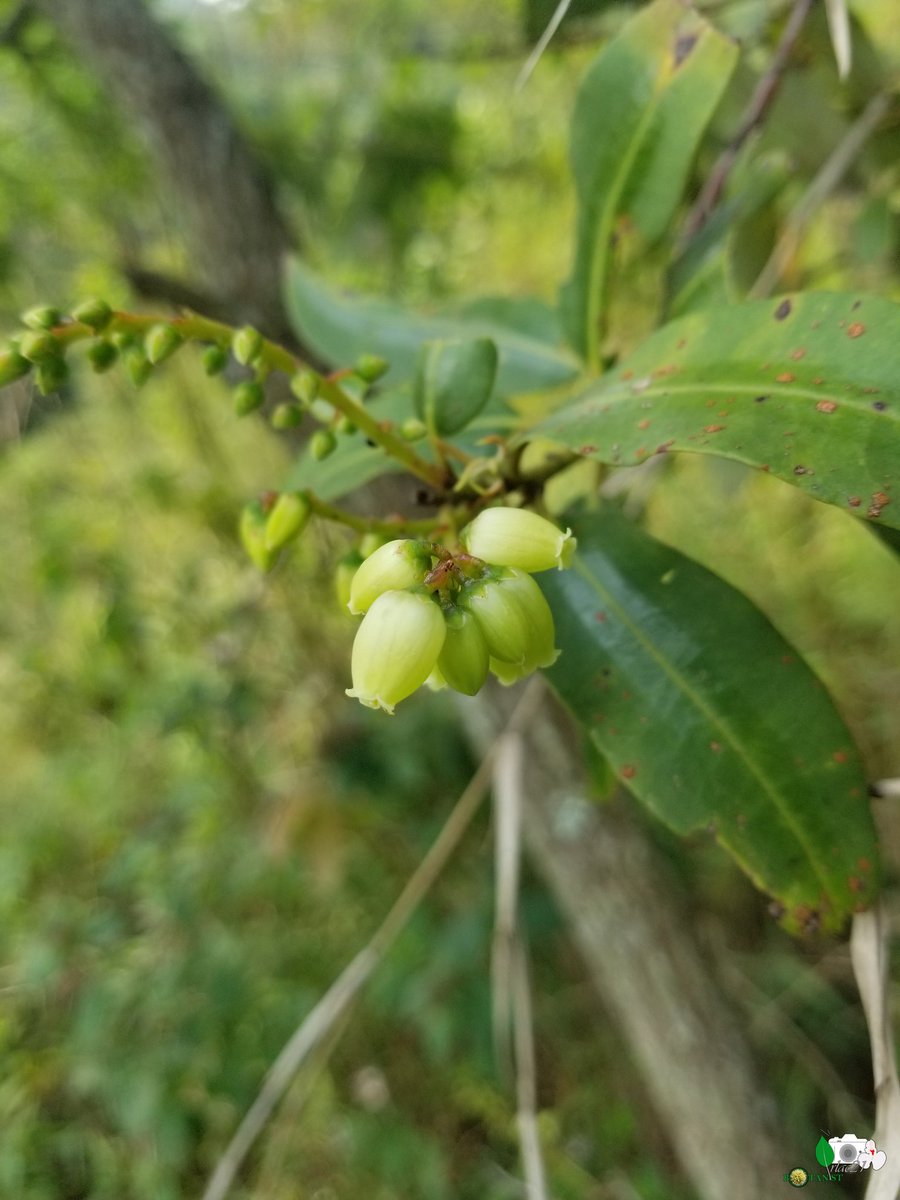 irlac21's tweet photo. #DRC #Botany #plants #flowers #AfricanPlant #biodiversity #wildlifephotography #taxonomy #photography #plantsci #shrub #plantlovers #UOB #CREGET #Ericaceae #Agarista
Agarista salisifolia. The genus #Agarista has 31 species, only one is documented in #Africa (#FAC #MGB) https://t.co/N7gdFCNB2s