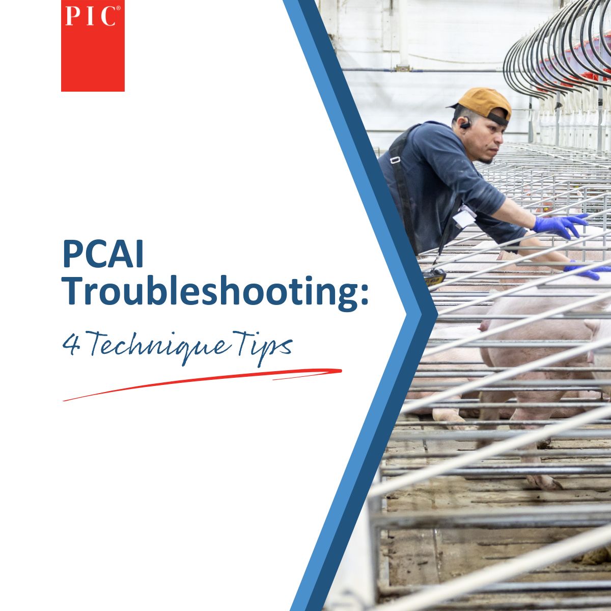 PCAI is a great tool to have in your toolbox!

Discover 4 tips to finetune your technique in this video. Watch now: bit.ly/4melgPZ

#PICGenetics #SwineGenetics #PCAI #SwineRepro