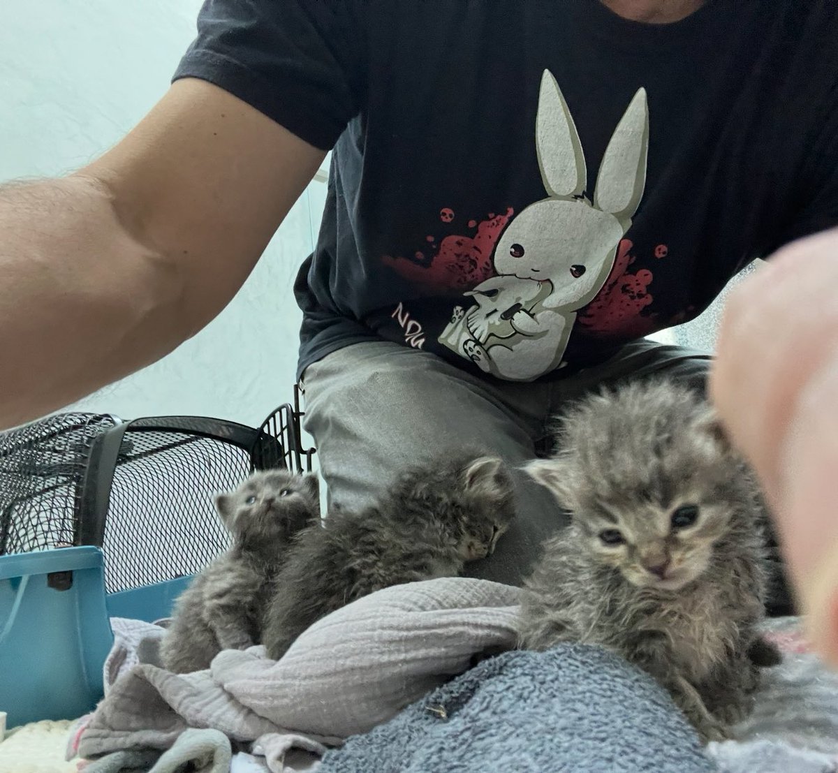 My first time feeding baby kittens… I almost died of cuteness overload! My pants are grey they thought I was mom &gt;&lt;