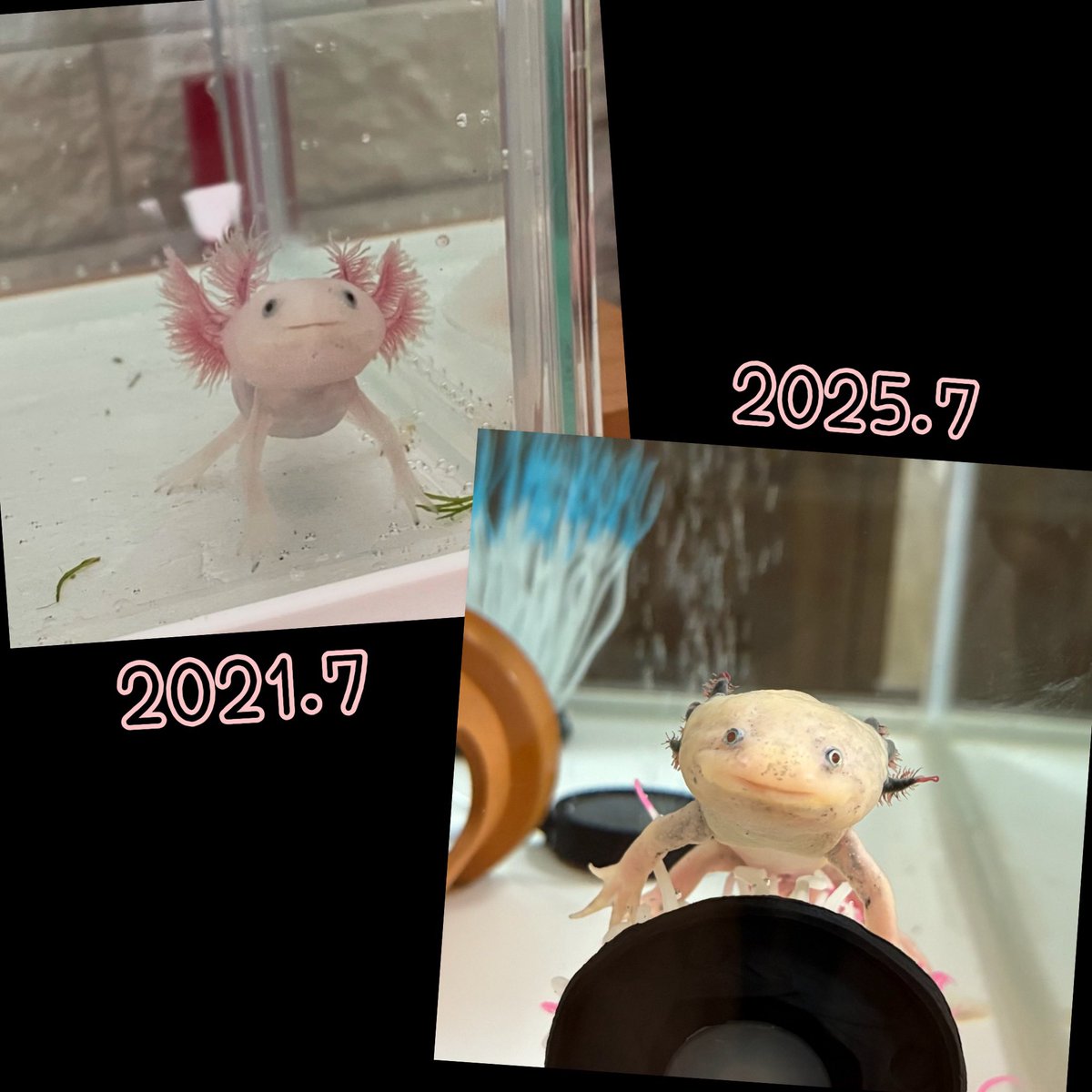 ウーパールーパー - Search / X