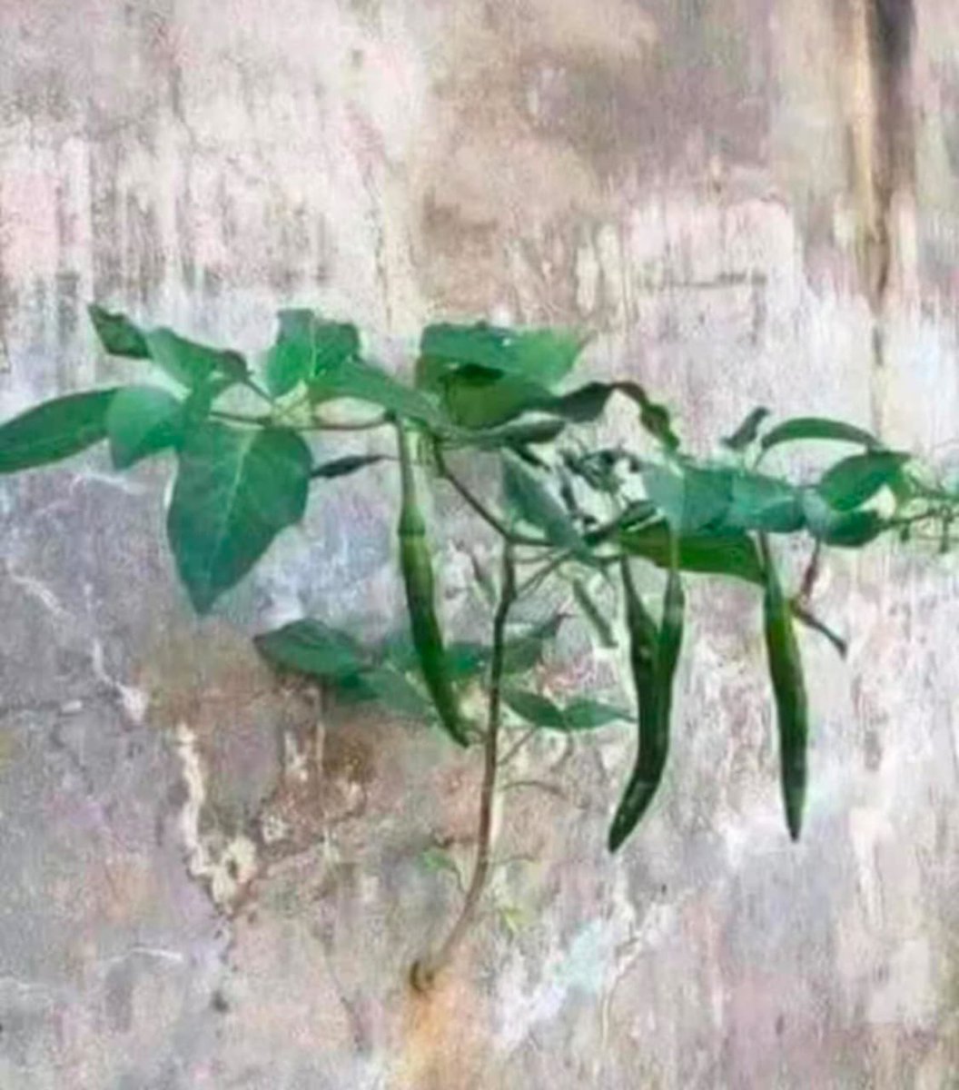 🌶️ *मिर्च भी बड़ी अजीब चीज है, कहीं भी लग जाती है...* 🤣