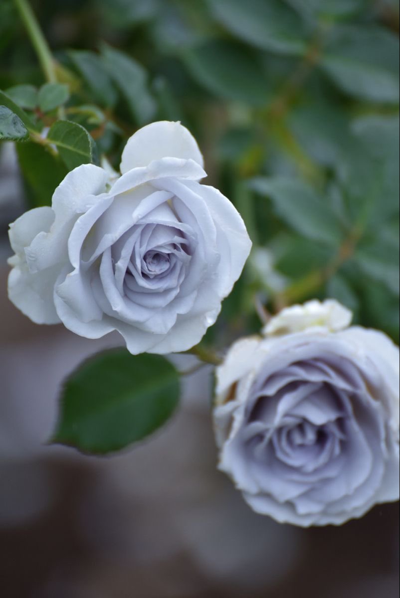 imthemeteor's tweet image. บลูกราวิตี้เป็นกุหลาบสายพันธุ์เดียวในไทยตอนนี้ที่มีสีออกไปทางสีฟ้าค่ะ 

ยิ่งอากาศเย็นสียิ่งออกชัด แน่นอนว่าถ้าอยู่ในที่ร้อนพร้อมจะกลายร่างเป็นกุหลาบขาวเลย 🫠