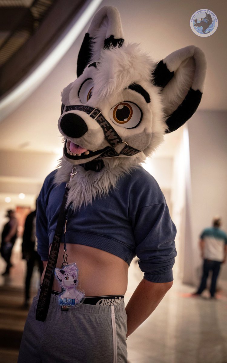 A late night white fox~ 🤍

📸 <a href="/CoastalKangaroo/">Sebastian</a>