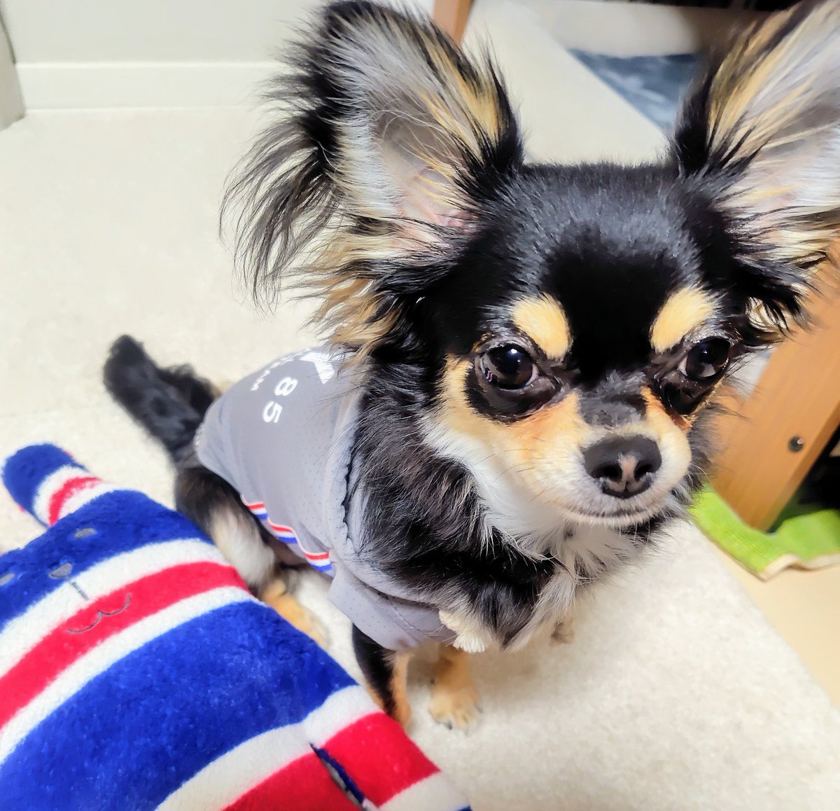 ใใใ๐ Ringo the Chihuahua (@ringo_lcc) on Twitter photo ใๆดๆใจๅใๆ๐ซ๐ทใๆฐใซๅ
ฅใฃใใฎใใใใใใใ็งใฎใใๆฑใๆใๅผใฃๅผตใฃใกใใๅๆใก๐ชใชใใใใกใๅ
จ้ใฎใใใใ
ๆฅใ
็งใจใใใ๐ใงใๆฑใๆไบๅฅชๆฆใๅคงๅคใงใ๐
๏ผใใฏใฏ #ใใฏใฏใฎใใๆฎใใ
๏ผchihuahua ใๆดๆใจๅใๆ๐ซ๐ทใๆฐใซๅ
ฅใฃใใฎใใใใใใใ็งใฎใใๆฑใๆใๅผใฃๅผตใฃใกใใๅๆใก๐ชใชใใใใกใๅ
จ้ใฎใใใใ
ๆฅใ
็งใจใใใ๐ใงใๆฑใๆไบๅฅชๆฆใๅคงๅคใงใ๐
๏ผใใฏใฏ #ใใฏใฏใฎใใๆฎใใ
๏ผchihuahua