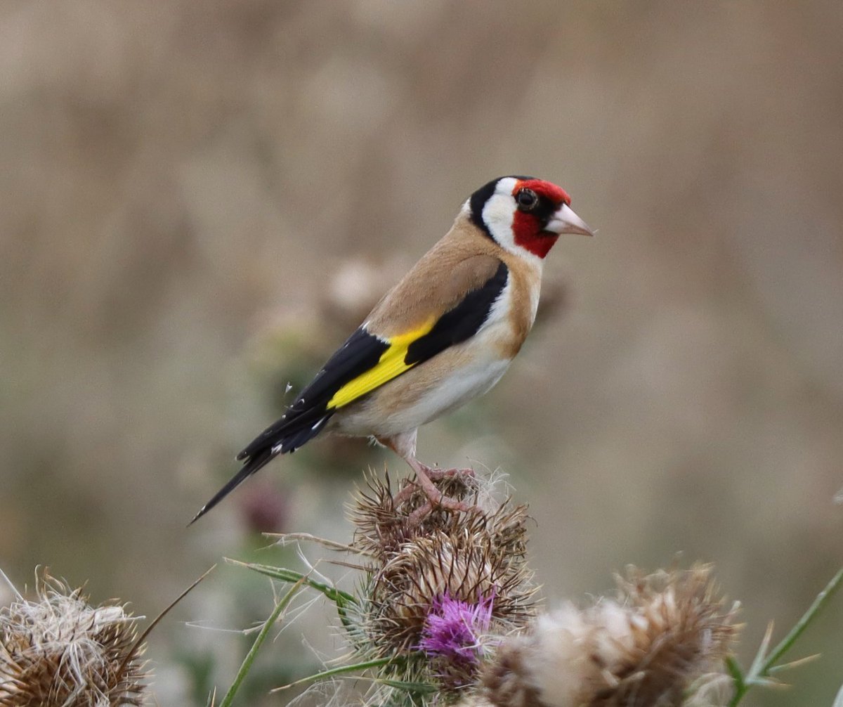 Goldfinch taken locally today. <a href="/Natures_Voice/">RSPB</a> <a href="/NatureUK/">NatureUK</a> <a href="/Britnatureguide/">The British Nature Guide</a> #BirdsSeenIn2025 #NaturePhotography