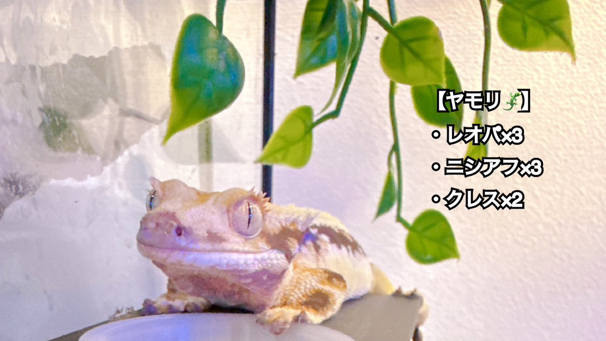 k_aaanan's tweet photo. 我が家の家族の一員達🦎🐍🕷️🦂 https://t.co/J2PHRhtjvI