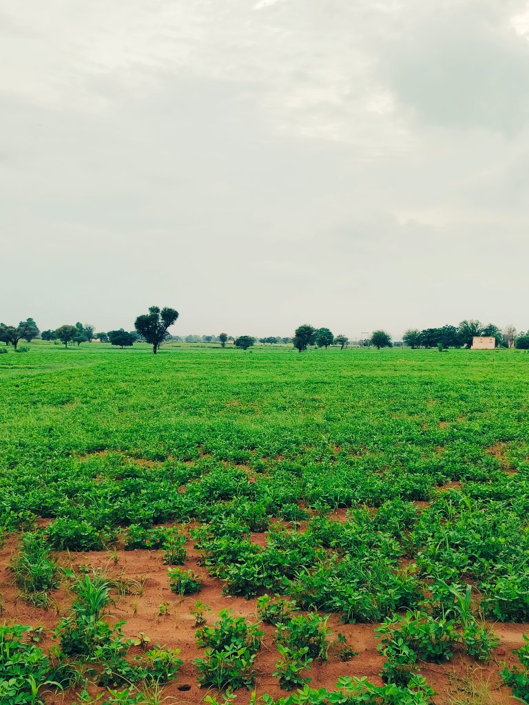 Puspendra36's tweet photo. #NatureBeauty #farming #Mousam #tranding #Follow https://t.co/dIrFtBMD84