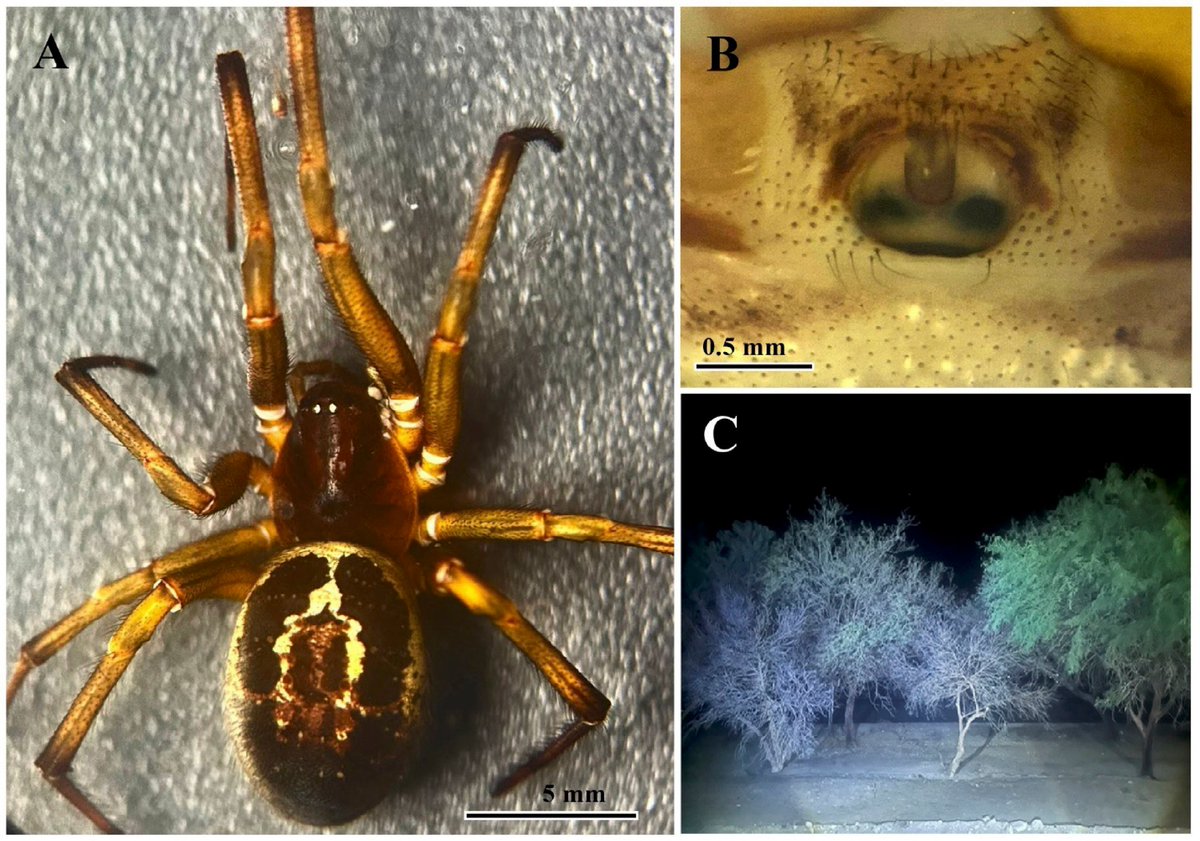 GayanaJrnl's tweet photo. New records and updated distribution of the #invasive #spider Steatoda nobilis (Araneae: Theridiidae) in Chile, with the first report in natural environments of the #Atacama Desert

🕷️🕸️

https://t.co/IVGaYdLoL6 https://t.co/2GHDgKg4BK