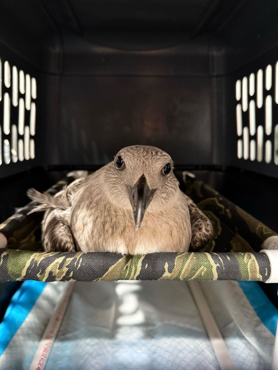 It’s tough carrying around your great black-backed self when you only have one healthy leg. This juvenile gull, named Sharky, came to us unable to put weight on his right foot. There’s bruising along the ankle but fortunately no fractures.

This guy will get cage rest on netting,