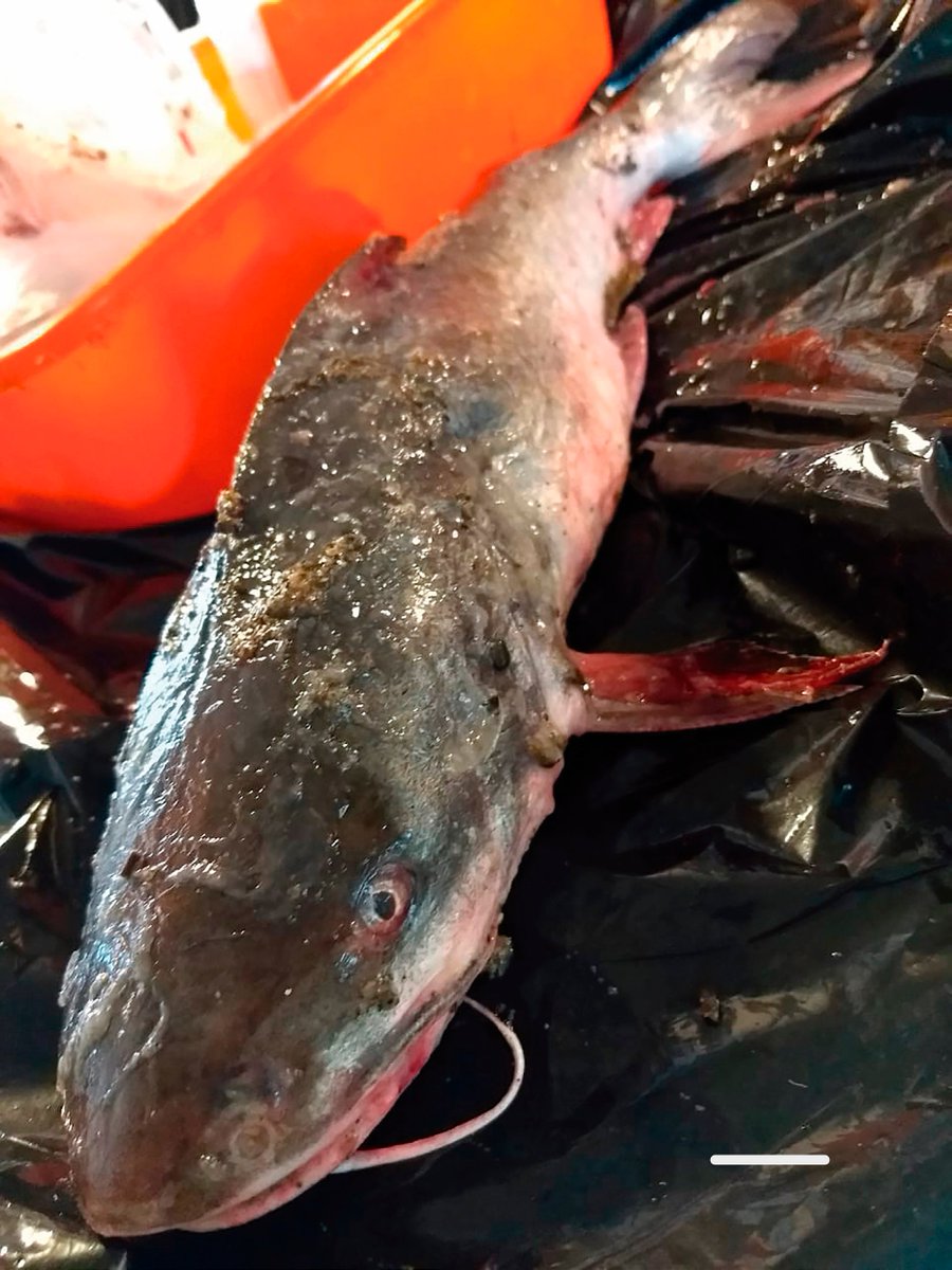 GayanaJrnl's tweet photo. The marine #catfish (Genidens barbus) in the Chubut River estuary: A new record on the #Argentine #Patagonian coast 

https://t.co/xWDYNMFujR https://t.co/wBijJd7dnM