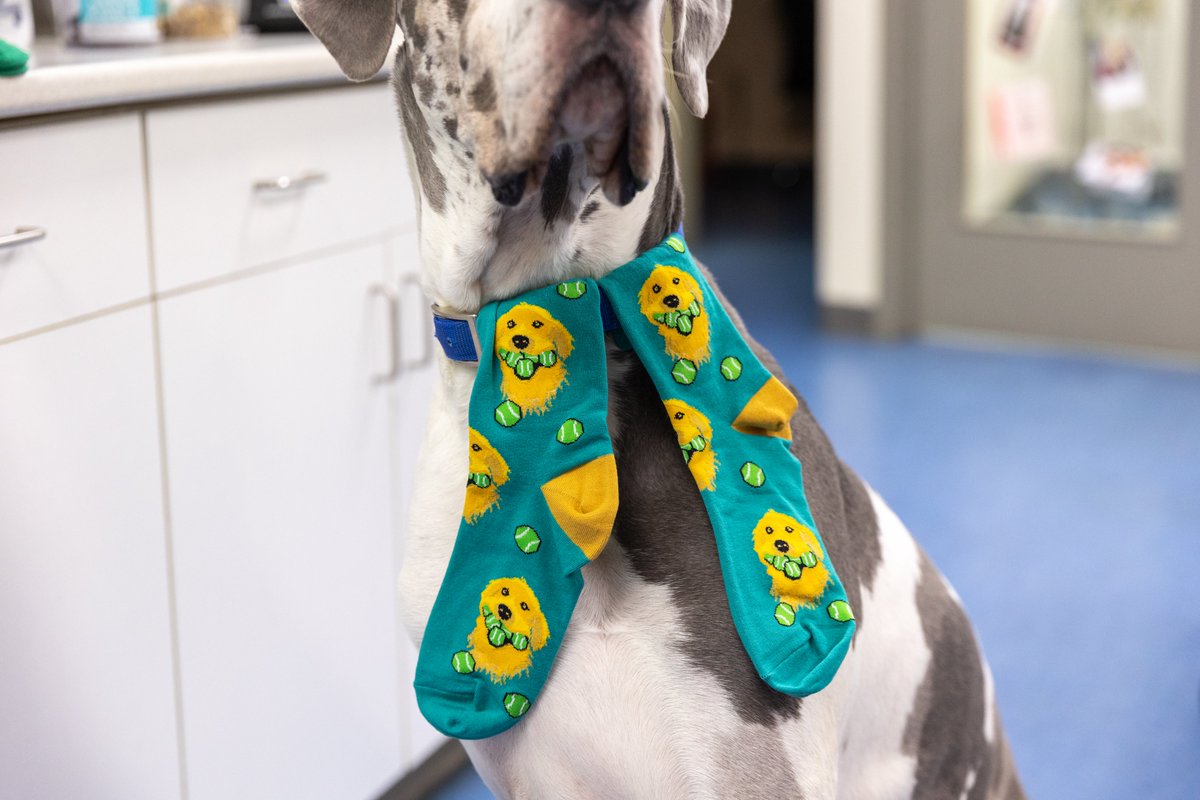 GoodLuckSock's tweet image. Serving some golden designs 🎾

Available at GoodLuckSock.com

#goldenretrieverdesign #goldenretrieversocks #tennisdesign #tennissocks #goodlucksocks #goodlucksock #goldenretrieverandtennisball #goldenretrieverandtennisballs