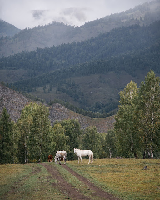 Altai. Photo by Arseniy Kotov.