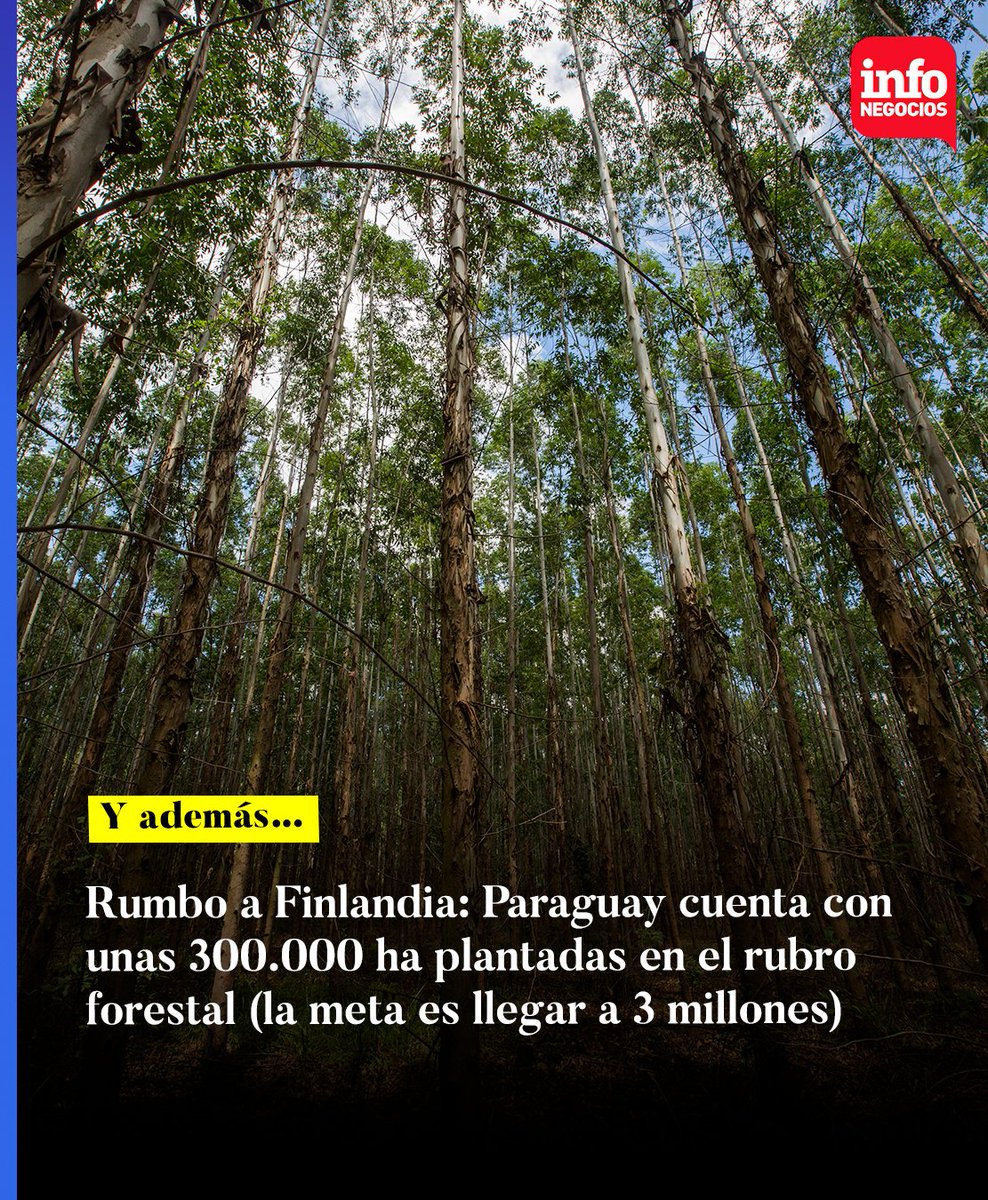 📲 #Y_Ademas |

Paraguay ya tiene 🪴 ~300 000 ha forestadas y, bajo el modelo de Finlandia, apunta a llegar a 3 millones 🌱

infonegocios.com.py/y-ademas/rumbo…