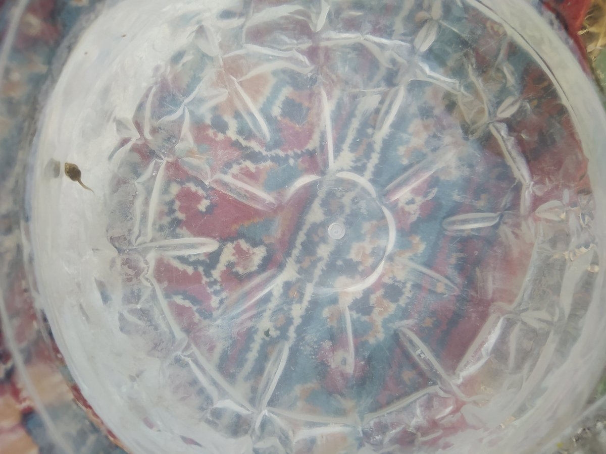 Balık beslemek sınıfsaldır bizim kız iribaş besliyor