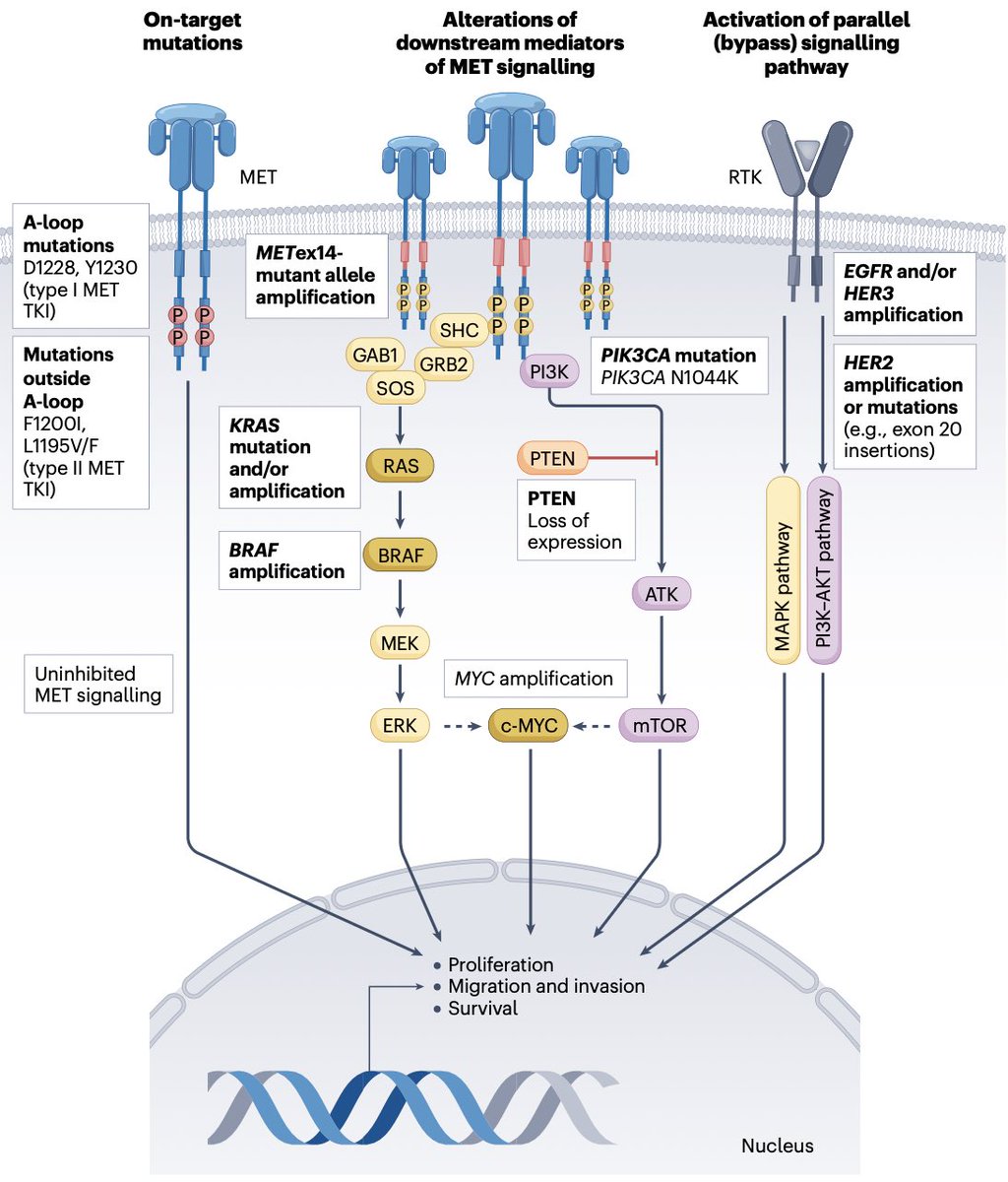 Diego A. Díaz García (@diegoadiazg) on Twitter photo 🫁 Evolving roles of MET as a therapeutic target in NSCLC and beyond.
🔹 MET alterations are reshaping the therapeutic landscape in NSCLC.
🔹 MET TKIs, antibodies, and ADCs (like telisotuzumab vedotin, FDA-approved May 2025) are expanding treatment options.
📖 <a href="/NatRevClinOncol/">NatureRevClinOncol</a> 🫁 Evolving roles of MET as a therapeutic target in NSCLC and beyond.
🔹 MET alterations are reshaping the therapeutic landscape in NSCLC.
🔹 MET TKIs, antibodies, and ADCs (like telisotuzumab vedotin, FDA-approved May 2025) are expanding treatment options.
📖 <a href="/NatRevClinOncol/">NatureRevClinOncol</a>