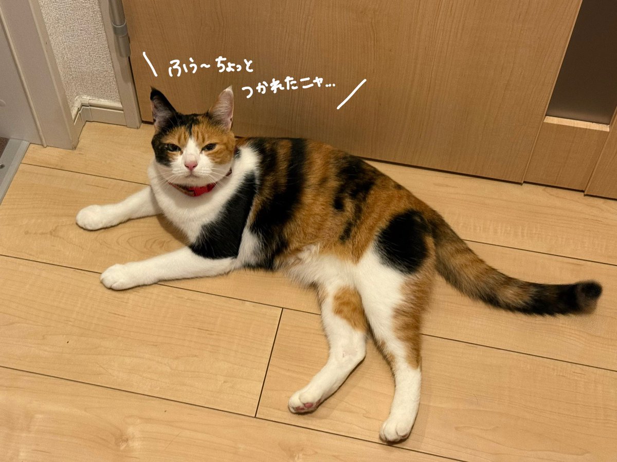 キャットみーちゃん 三毛猫のにゃーちゃん🐱(4歳) (@mike_mi_cha) / X