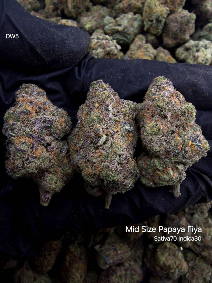 secret_girl420's tweet photo. Indoor Mid size
-  Papaya Fiya
100g = 2,800฿
50g = 1,400฿

🧑‍🌾  ADMIN : JAY
กดที่ลิ้งค์👇🏼ได้เลยครับ
https://t.co/TXZyjT8S1d

#กัญชา  #อินดอ #เอาท์ดอ #ชนมือ #Amity #กัญชา #อยุธยา #วังน้อย
#คีฟ #กัญชาแพร่ #ขายกัญชา https://t.co/4EjXzuMfys