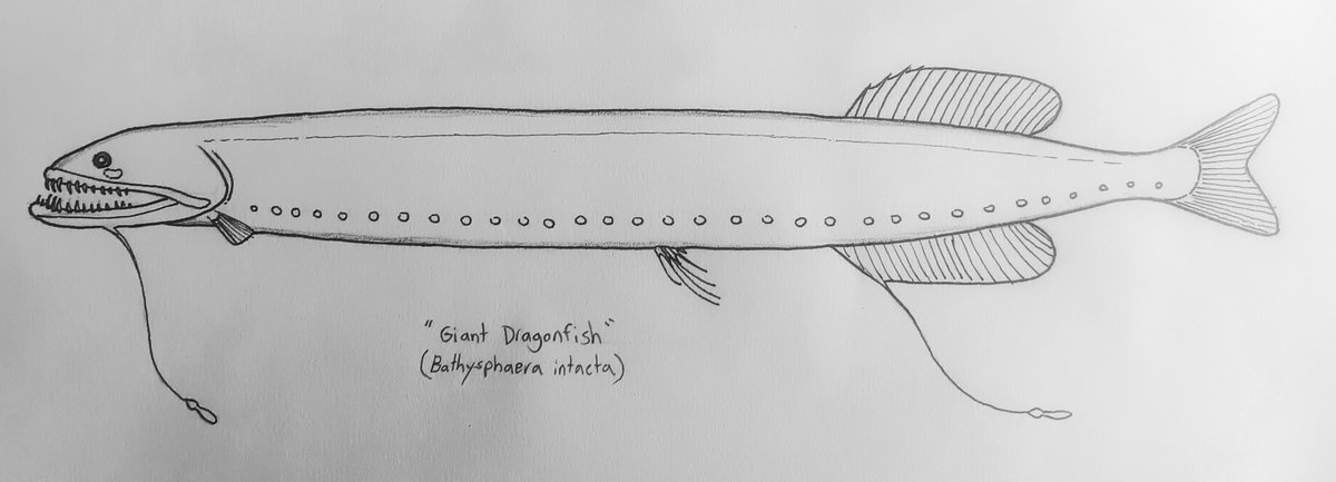 A speculative sketch of the "Giant Dragonfish" a purported 2 meter long Stomiid evidently viewed off the coast of Bermuda in 1932 by marine biologist William Beebe while looking out the windows of his bathysphere (one of the first, manned deep sea submersibles)