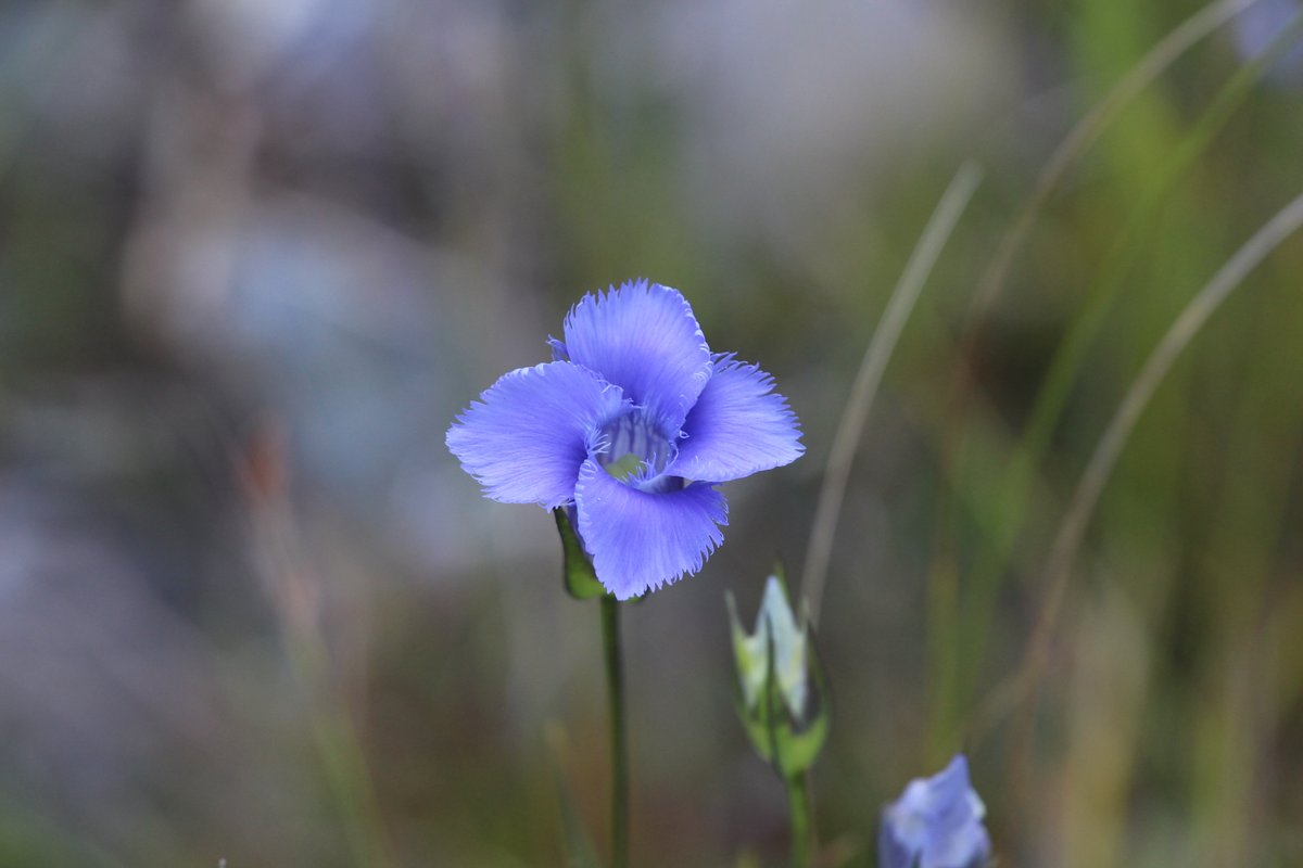 iNaturalist is a great website/app that can help you identify many species and plants. 

Ontario Parks has a blog that can give you more information on the great community this resource has created: blog.ontarioparks.ca/inaturalist-at… 

#DiscoverOP 

[image 1]: photo of fringed gentian