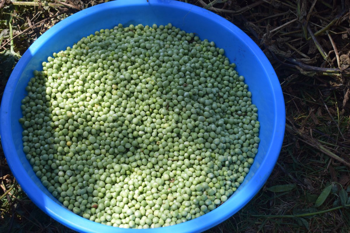 UNHCR Rwanda (@refugeesrwanda) on Twitter photo From cabbage to peas & carrots, refugees and their Rwandan neighbors in Mushishito marshland <a href="/Nyamagabe/">Nyamagabe District</a> are growing crops to feed their families and earn income to meet basic needs.
Thanks to 🇩🇰 Denmark for supporting self-reliance for refugees & their hosts. From cabbage to peas & carrots, refugees and their Rwandan neighbors in Mushishito marshland <a href="/Nyamagabe/">Nyamagabe District</a> are growing crops to feed their families and earn income to meet basic needs.
Thanks to 🇩🇰 Denmark for supporting self-reliance for refugees & their hosts.