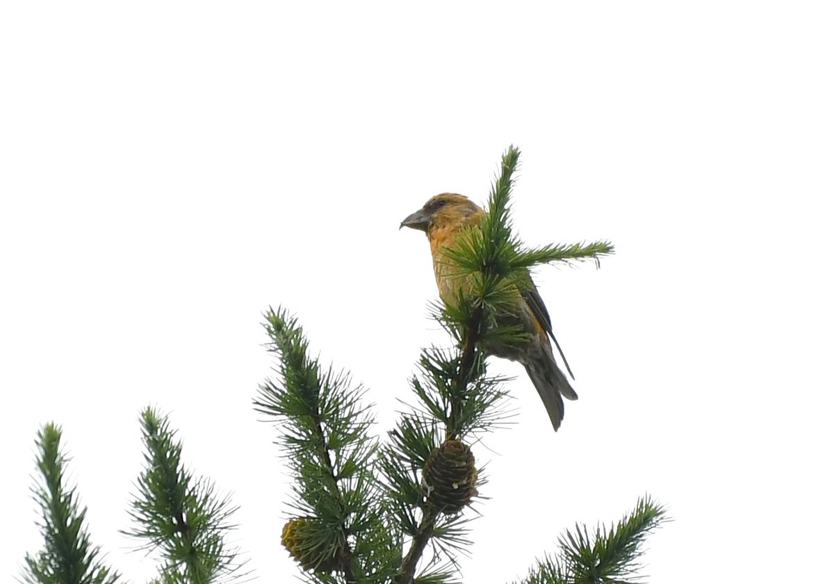 Got round to visiting the large flock of Common Crossbills that are currently gracing the Larches at Great Hampden today. #bucksbirds