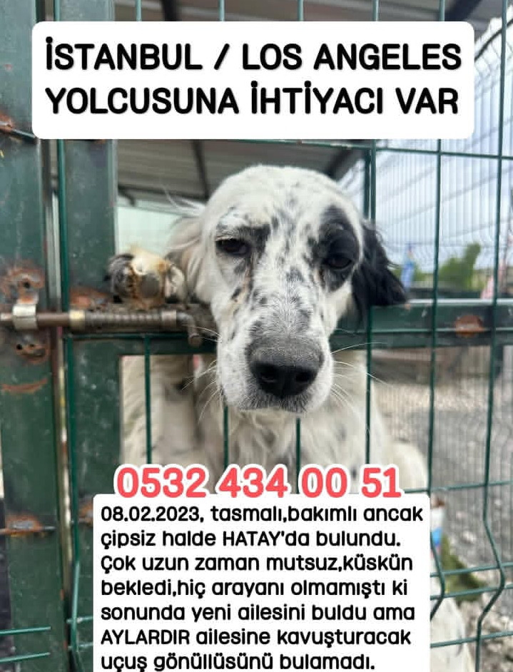 #SokakHayvanlarıSahipsizDeğil 
Lütfen paylaşalım