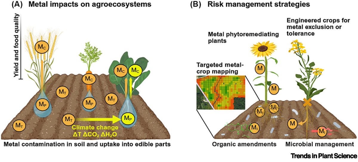AgriExperts's tweet image. Article by Sharma et al. Metal-tainted soils: a hidden threat to agriculture and health

It revealed that widespread metal #contamination in #agricultural soils, threatening food security, food quality, and human health.
cell.com/trends/plant-s…