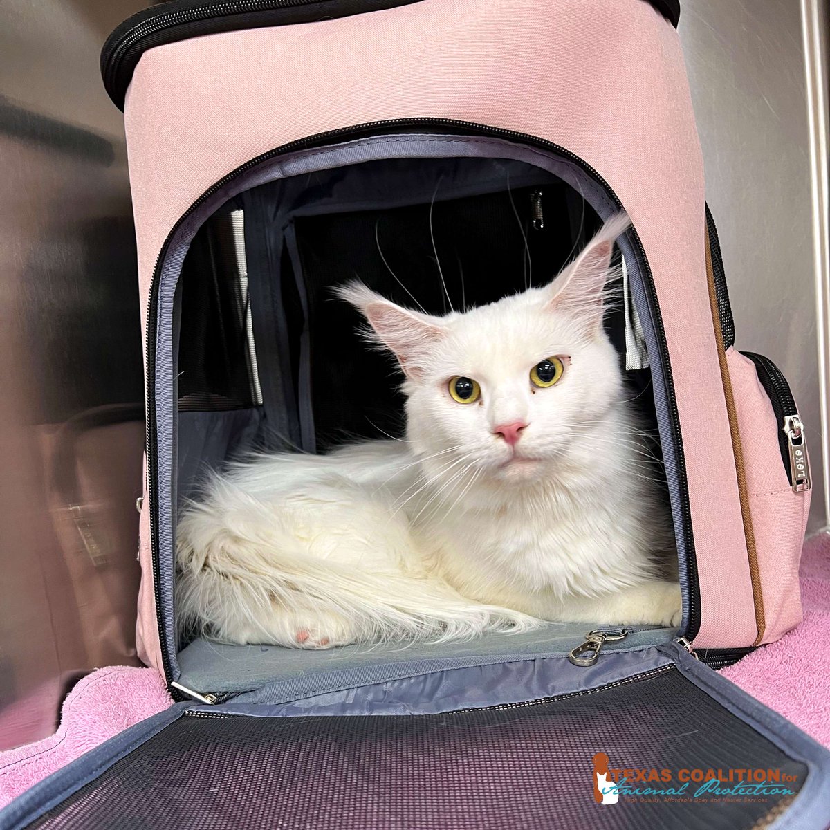 TCforAP's tweet image. Come see us at TCAP to take advantage of our 'Premium Feline Vaccine Package' for just $35!😸

⏰Calendar: ow.ly/TzKS50WuLLX
🐾Vaccination Info: ow.ly/gM2f50WuLM0

#TexasForThem #NeuterIsCuter #TCAPSpayNeuter #DFWSpayNeuter #LowCostPetCareDFW #DallasPetWellness