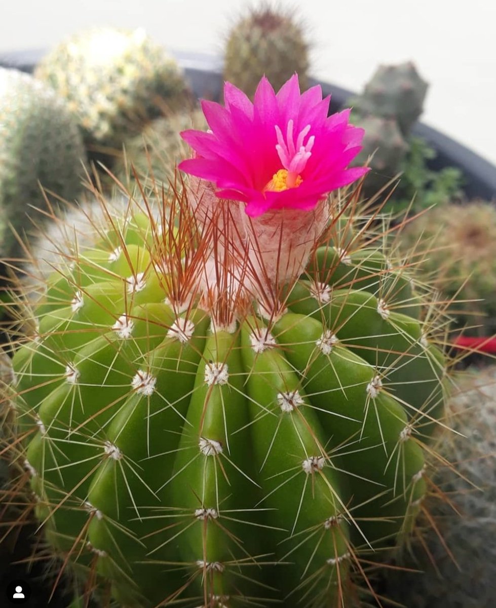 "Cactus"
the plant that is like life, full of thorns, but beautiful inside 🌵💛"
#NaturePhotography #NatureBeauty #NatureLovers #Cactus.