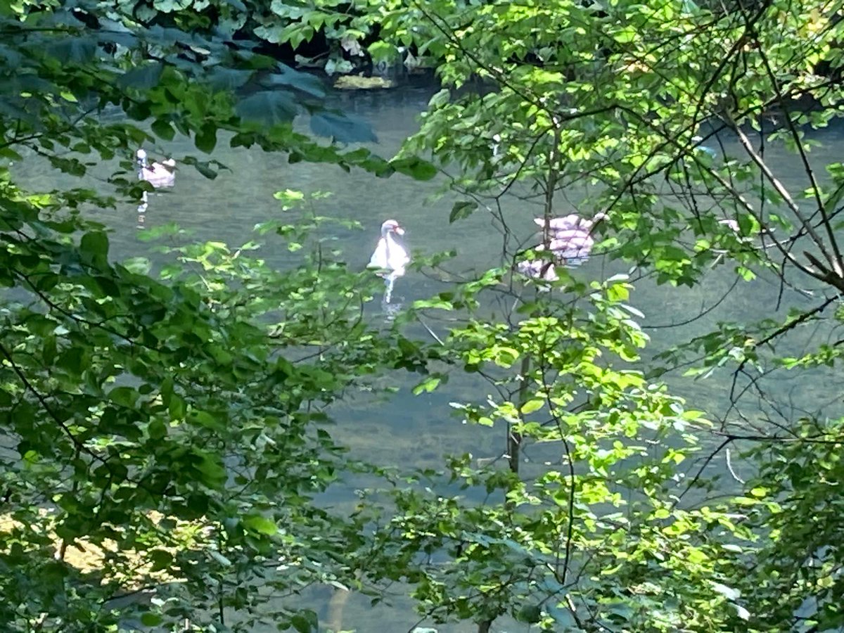Innovative Ideen💡zum Feierabend 
Abendspaziergang, mit Holly🐾🐾
Familie Schwan, mit ihren 7 Küken, sind auch noch recht aktiv 🙏🦢🦢.
Wir wünschen einen entspannten Dienstagabend🍀🌞🍀💯
Gruß aus Warstein/Sauerland 🇩🇪🌲🌳
<a href="/hubertrisse/">hubert</a> 
<a href="/TheThinkTankOn1/">The Think TankOn1</a> 
Whisper 📣 🌐 🪄
👍🏼💡🤖