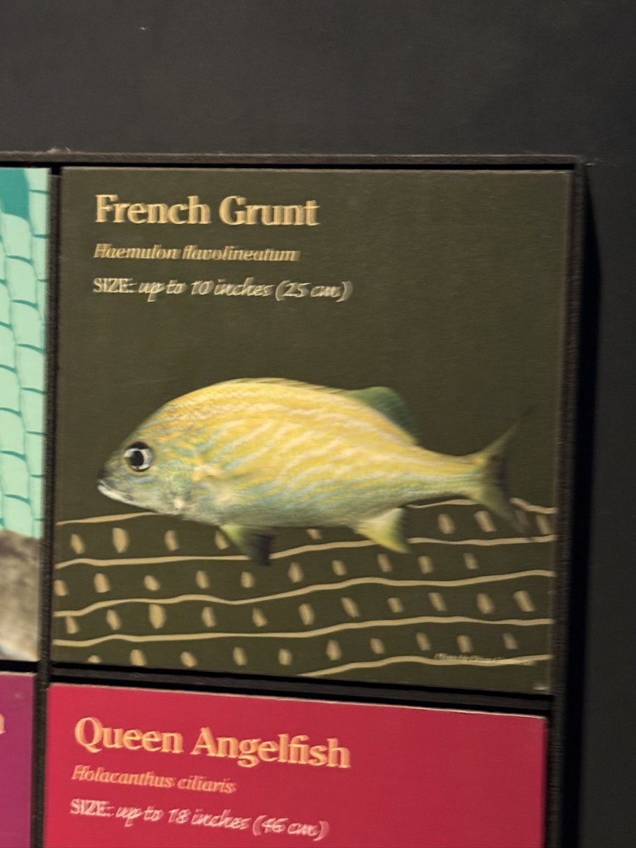 Inside of you there are two fishes